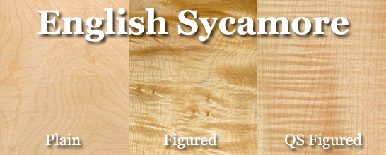 Sycamore (English)