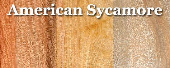 Sycamore (American)