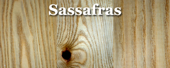 Sassafras