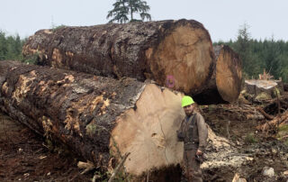 Buy Sitka Spruce at Hearne Hardwoods Inc.
