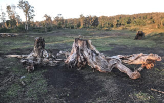 Buy koa wood at Hearne Hardwoods Inc.
