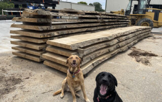 cutting a 30 foot white oak log at Hearne Hardwoods Inc.